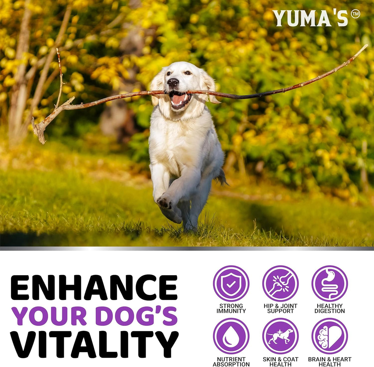 Dog Multivitamin Chewable with Glucosamine - Dog Vitamins and Supplements - 170 Treats - Senior &