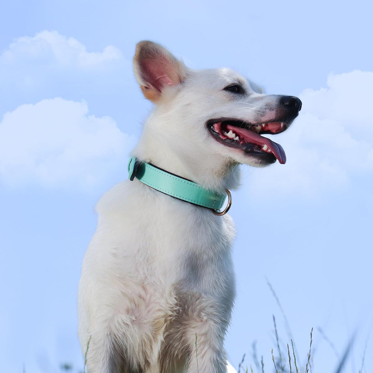 Didog Soft Padded Dog Collars for Medium Dogs, Lightweight and Breathable Dog Collar with Metal