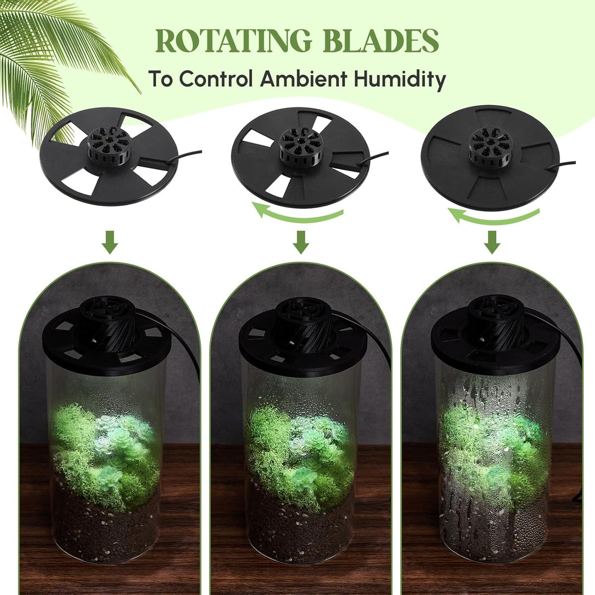 Maxdot Glass Plant Terrarium Kit with Light for Succulent, Moss, Miniature Gardening Landscape