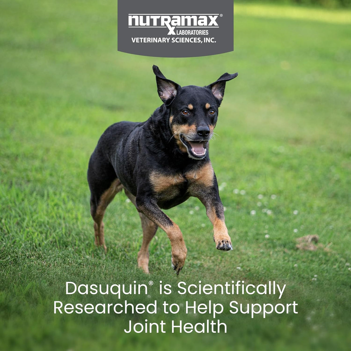Nutramax Dasuquin for Small to Medium Dogs, Joint Health Supplement, Contains Glucosamine for Dogs