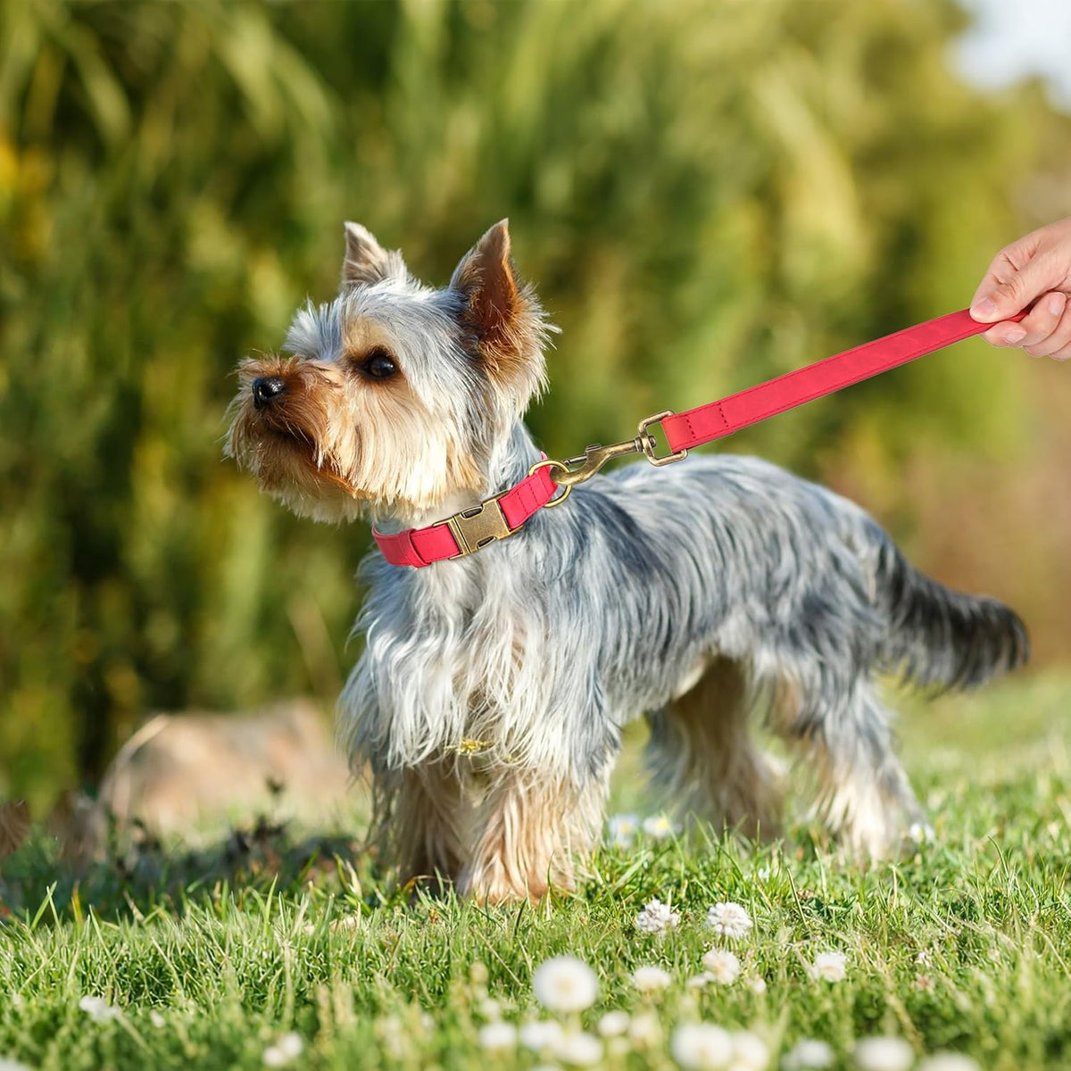Didog Soft PU Leather Dog Collar, Stylish Quick Released Dog Collars for Small Dogs, Easy Clean