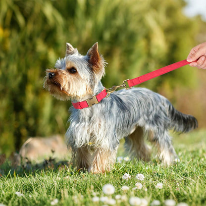 Didog Soft PU Leather Dog Collar, Stylish Quick Released Dog Collars for Small Dogs, Easy Clean