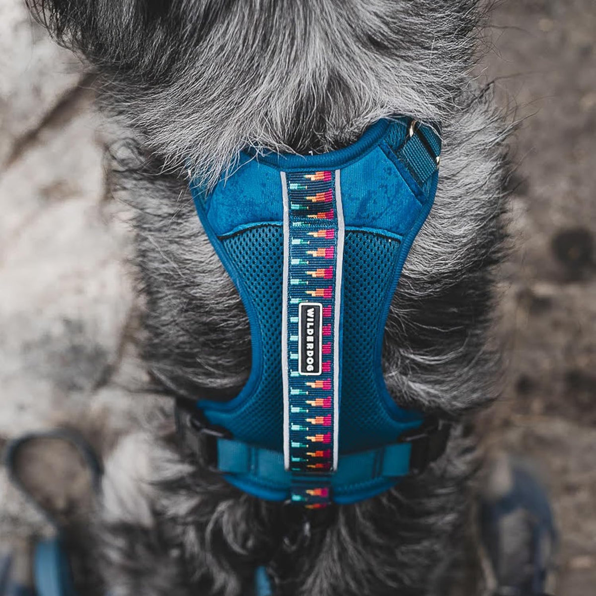 Wilderdog Lightweight Dog Harness with Reflective Straps - Medium - Pacific Blue