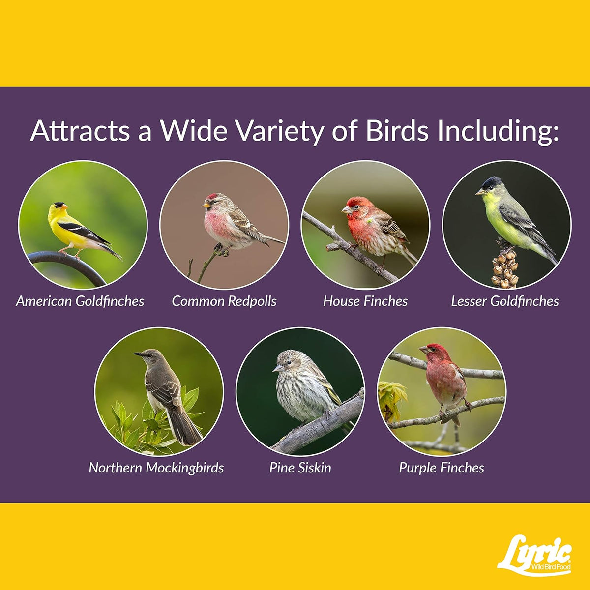 Lyric Finch - Small Songbird Wild Bird Seed - Attracts Goldfinches, House Finches, Purple Finches &