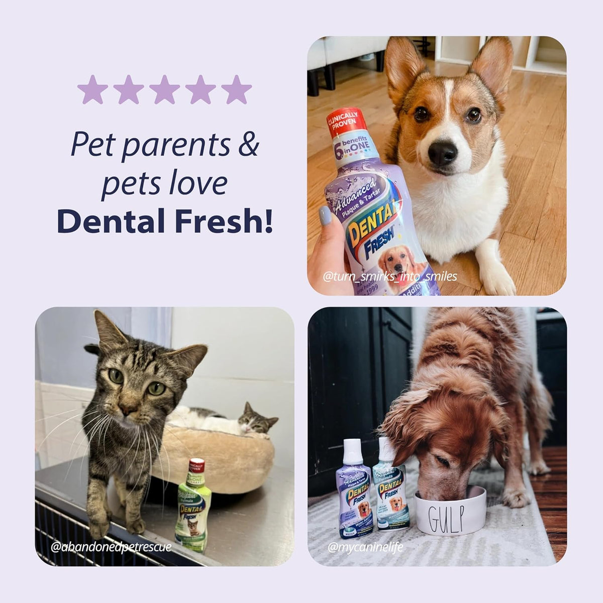 Dental Fresh Advanced Plaque and Tartar Water Additive, 17oz – Dog Teeth Cleaning Formula to