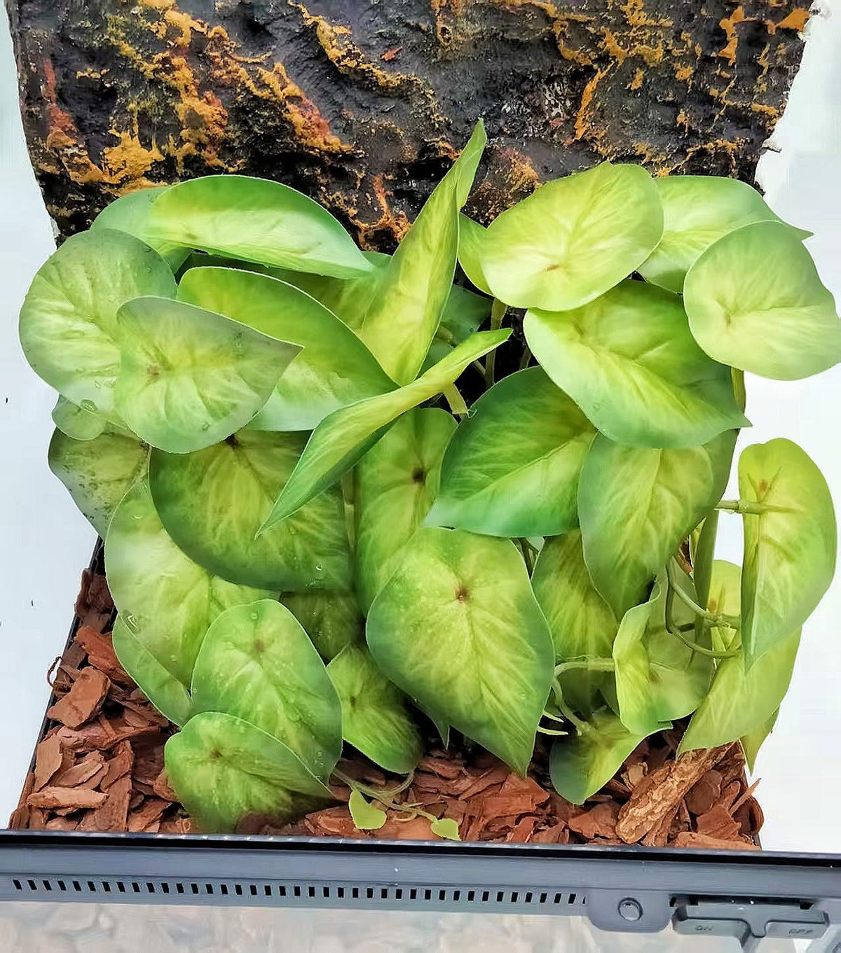 Reptile Plants for Terrarium Decor, Amphibian Habitat Decor, Snake Tank Accessories, Artificial