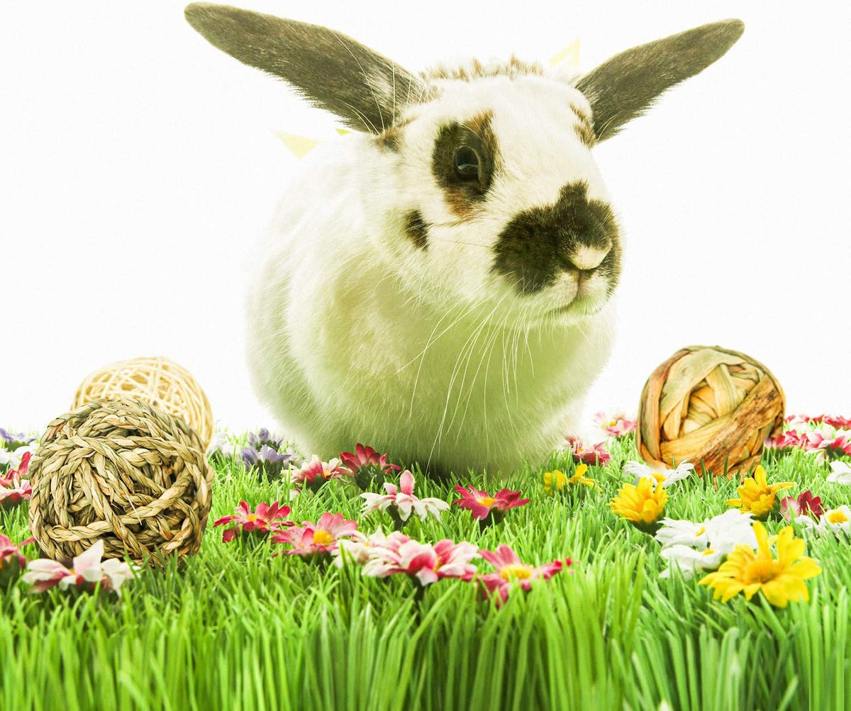 9 Pcs Small Animals Play Balls Rolling Activity Chew Toys Gnawing Treats for Rabbits Guinea Pigs