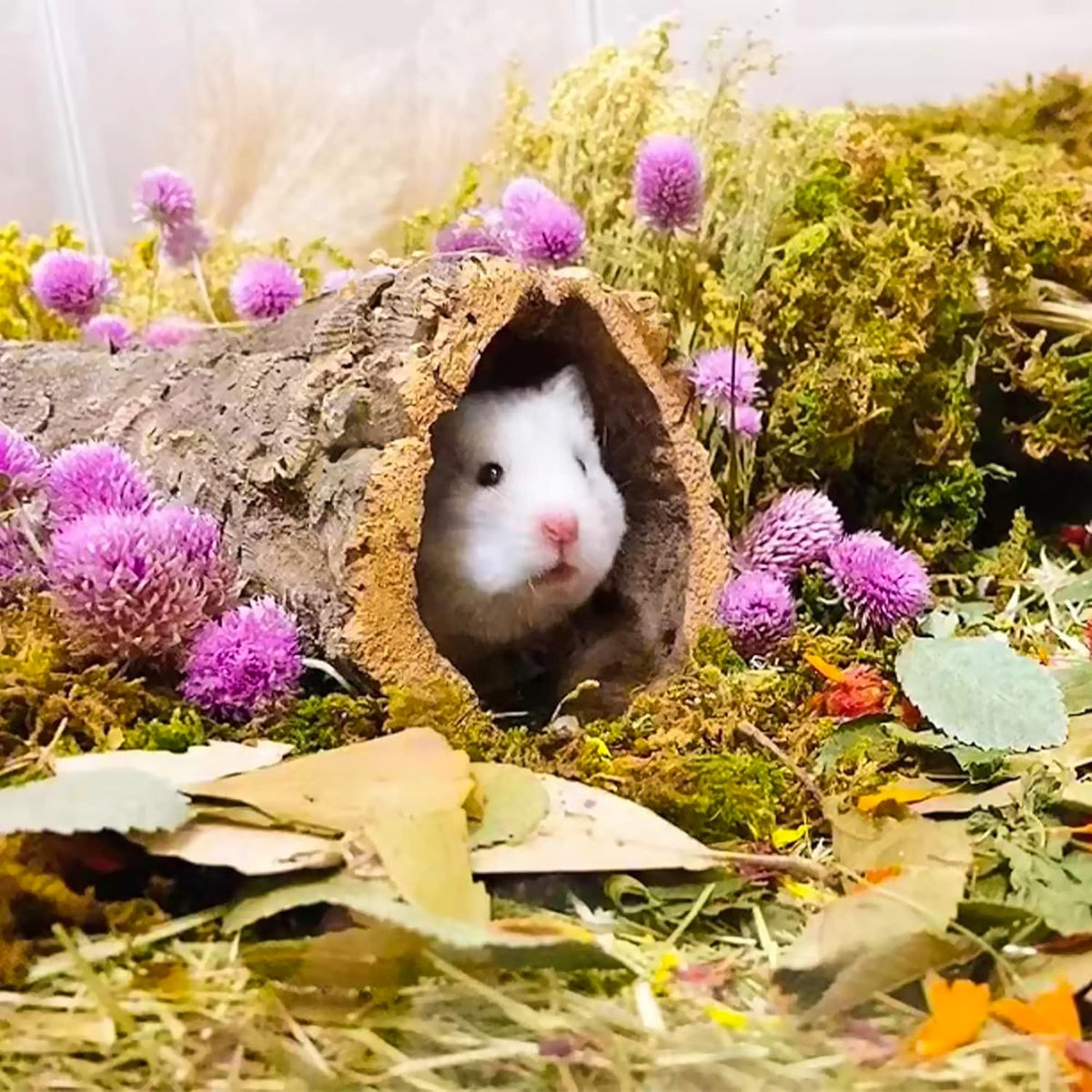 Natural Ear of Grain Flower&Herb Bedding Mate Habitat Decor, Adding Fun Hamster Accessories for