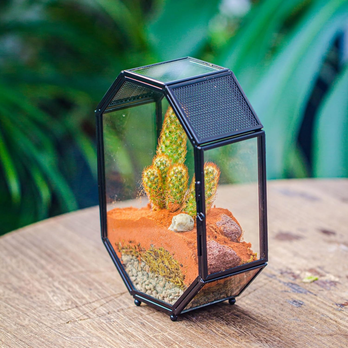 NCYP Mini Glass Terrarium with Vent and Door for Succulents Plants, Jumping Spiders, Insect