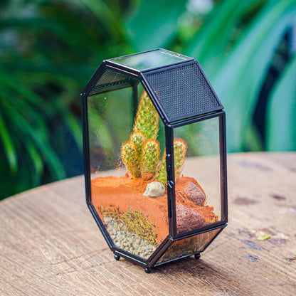 NCYP Mini Glass Terrarium with Vent and Door for Succulents Plants, Jumping Spiders, Insect
