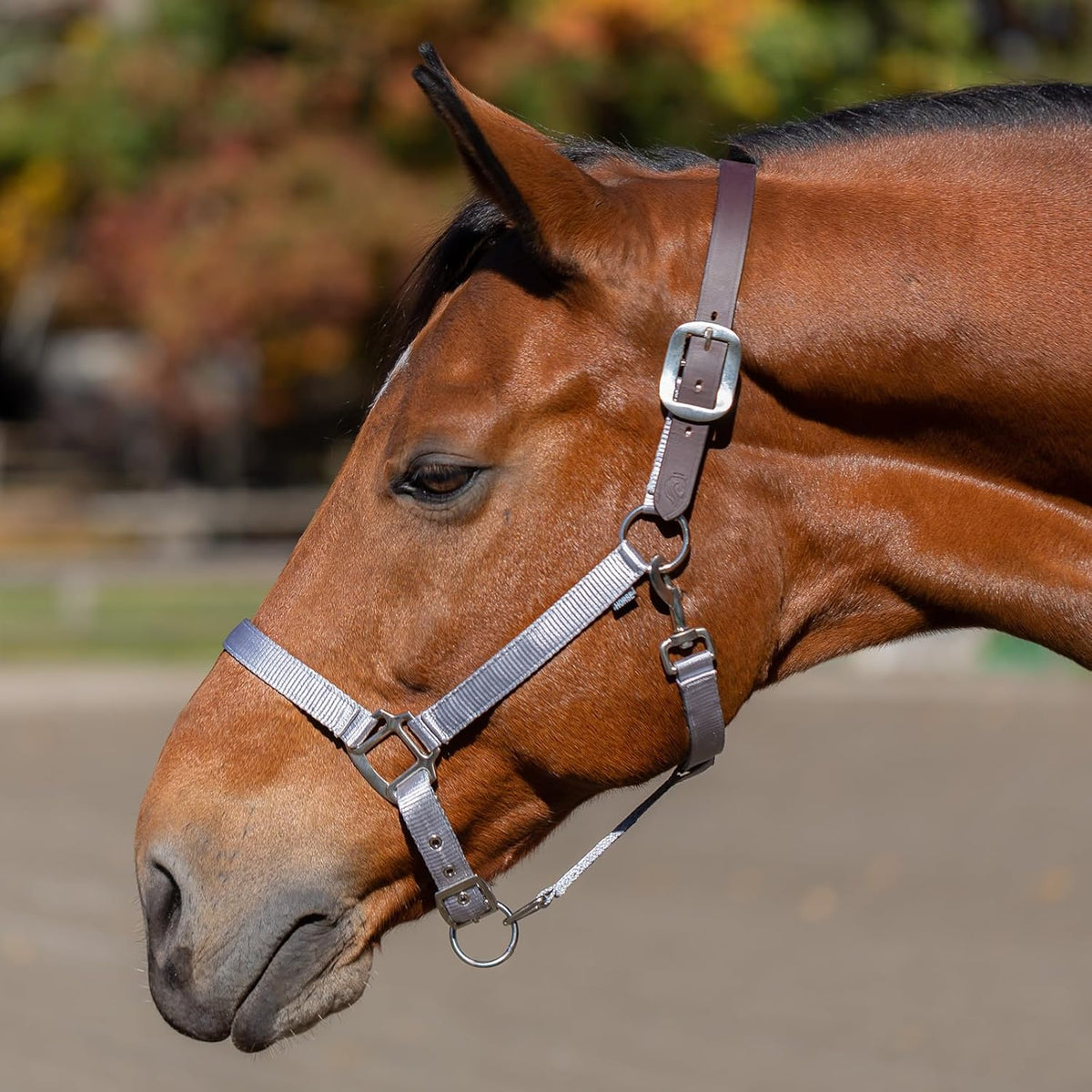 Equinavia Loki Adjustable Breakaway Horse Halter - Silver Sconce Gray - Pony