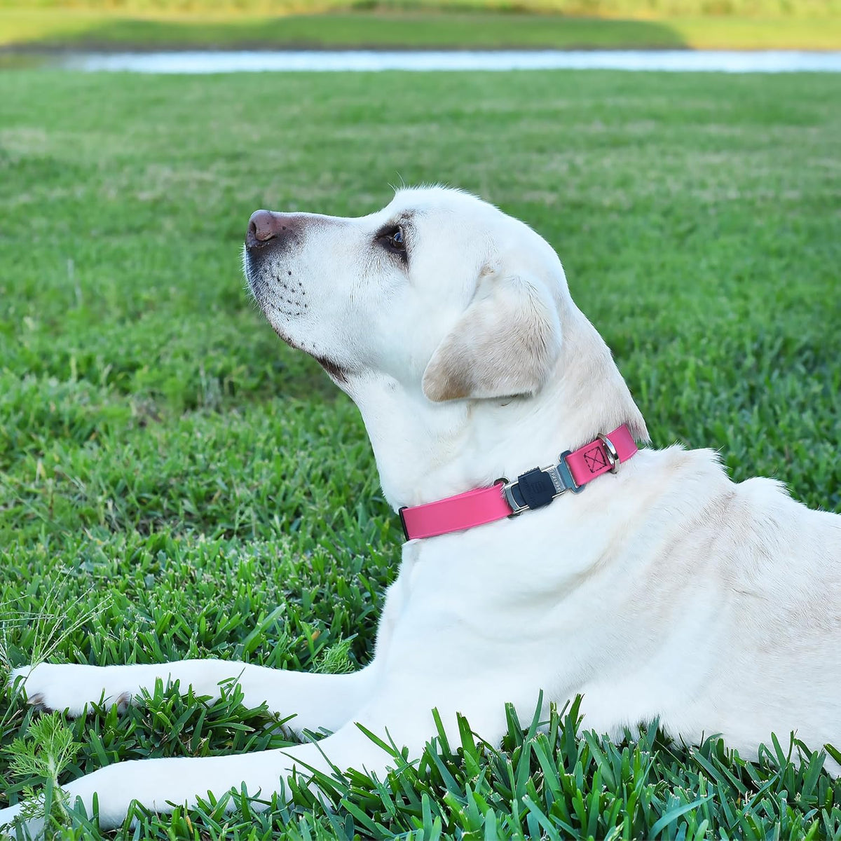 Dogline Biothane Waterproof Dog Collar with Herm Sprenger Black Stainless Steel Quick Release