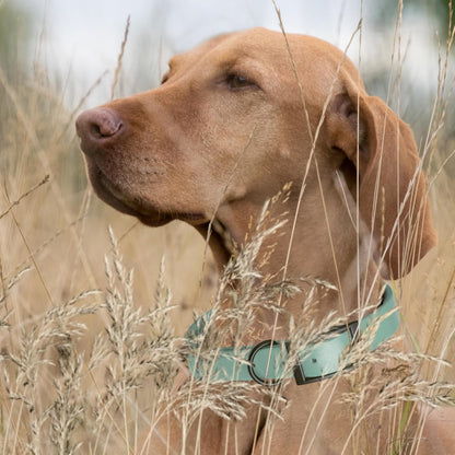 Dogline Biothane Waterproof Dog Collar Strong Coated Nylon Webbing with Black Hardware Odor- Proof