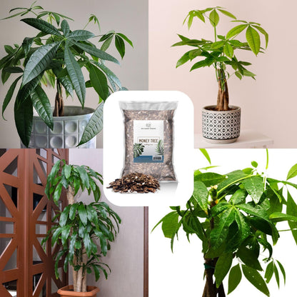 Money Tree Soil (4 Quarts), Potting Mix for Planting/Repotting Pachira Aquatica, All-Natural Custom