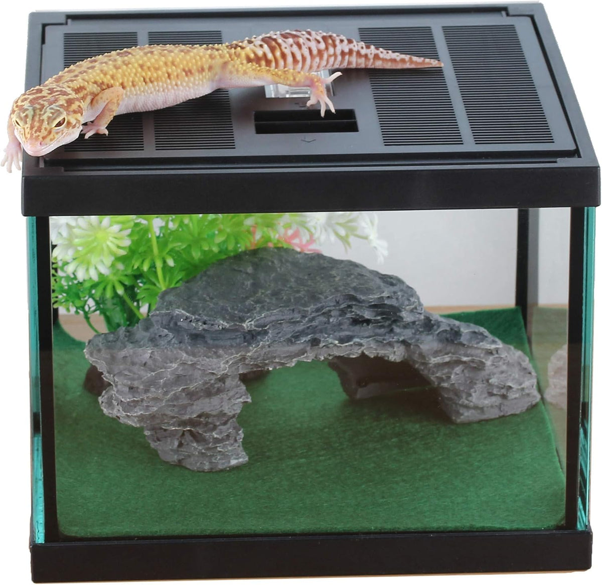crapelles Glass Lizard Tank, Spider Box Kit, 7.8x7.8x5.9'' Tarantula Feeder Insects Beetle Habitat
