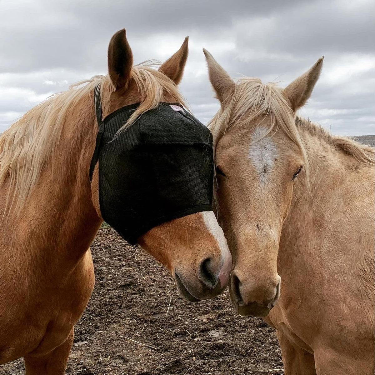 EquiVizor 95% UV Eye Protection (XL) Standard Horse Fly Mask - Help with Uveitis, Corneal Ulcer