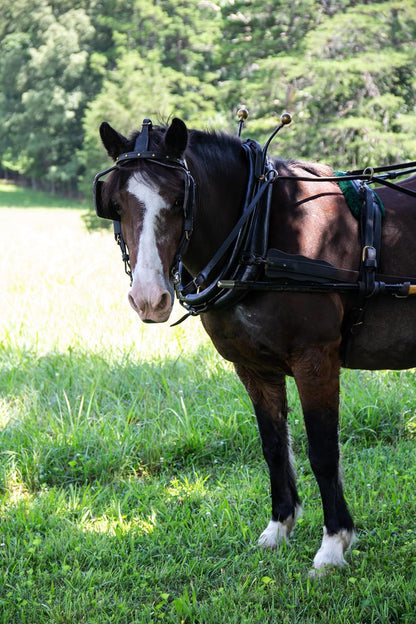 New Country Organics | Performance Horse Feed for Horses in Light to Moderate Work | Corn-Free and