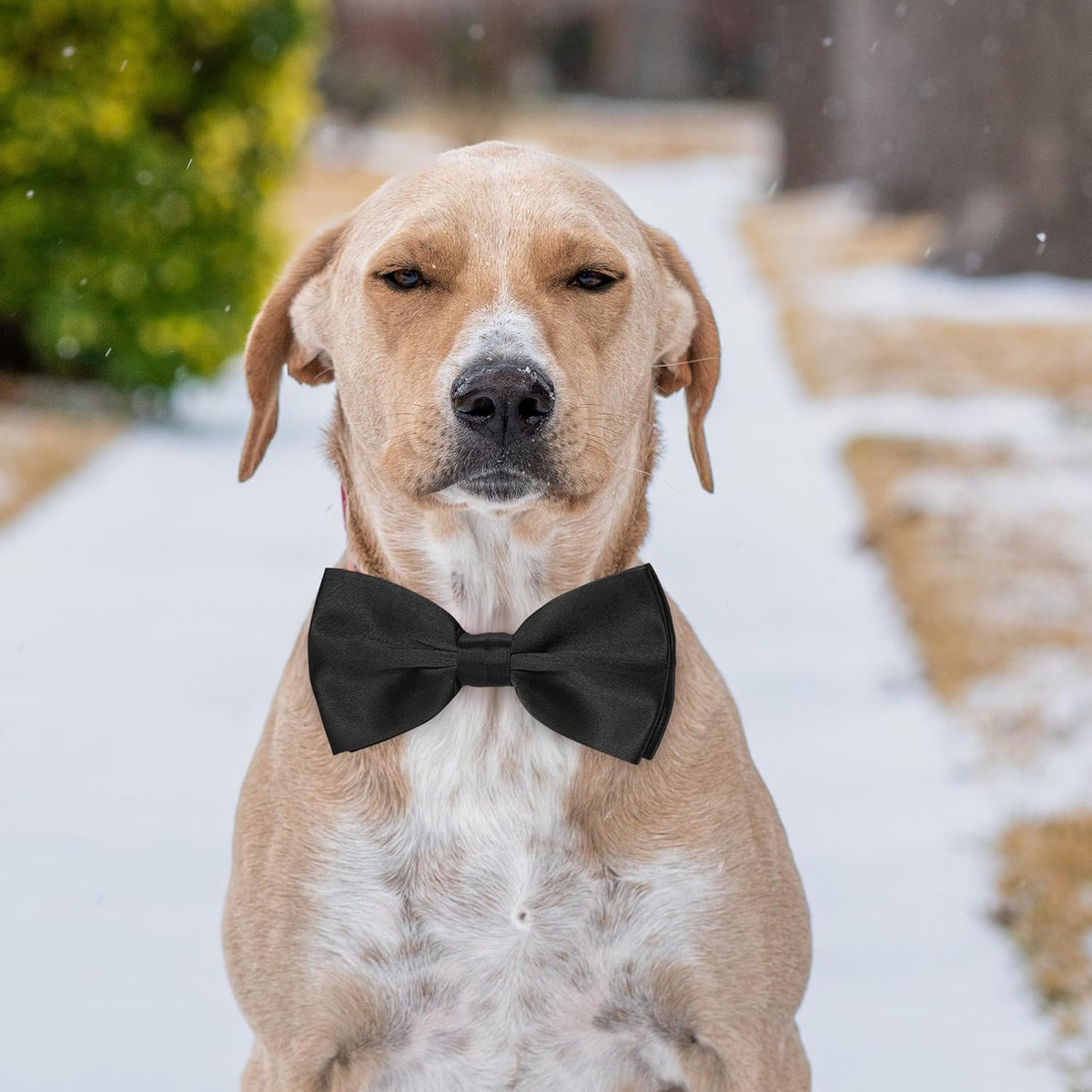 Black Dog Bow Tie, KOOLMOX Adjustable Bow Tie Dog Collar for Medium and Large Dogs Cats Pets