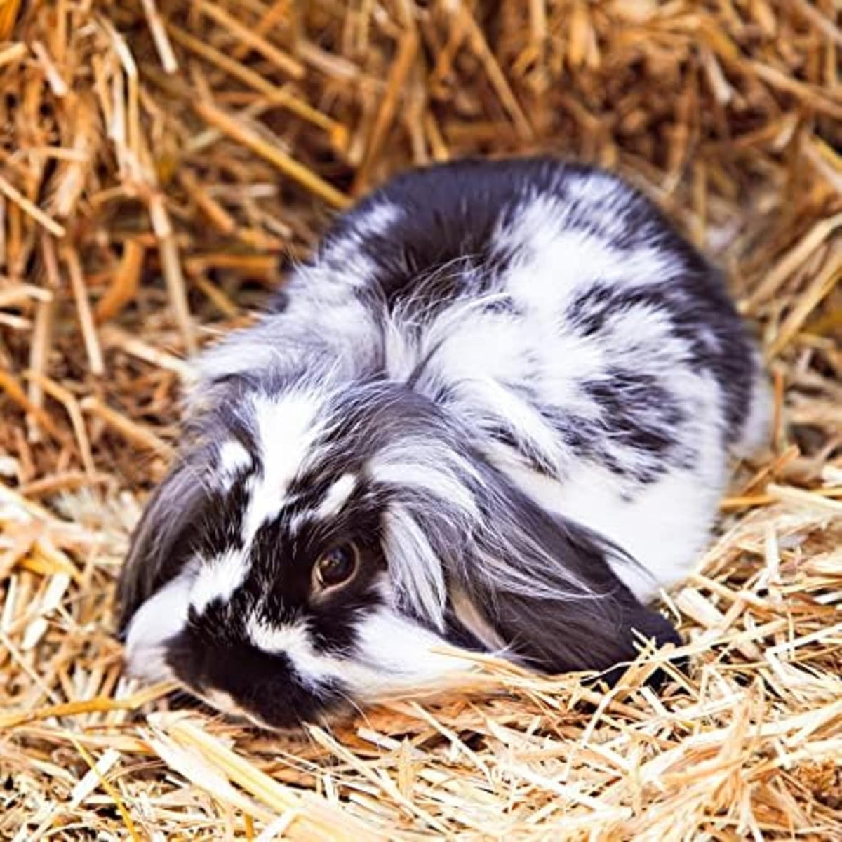 Blue Mountain Hay | Fresh Organic Meadow Hay (40 Ounce) | Mimics Natural Forage | High-Altitude Hay
