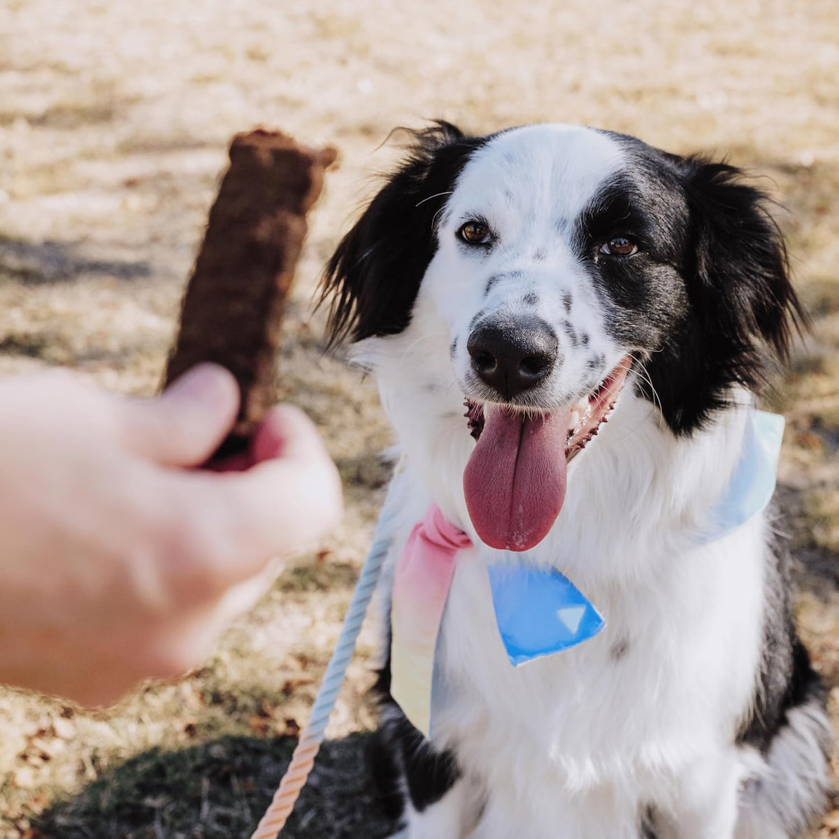 Bundle x Joy Leash & Load Dog Treats Beef Jerky Snack Bars, 5 oz Bag, Puppy and Training Treats