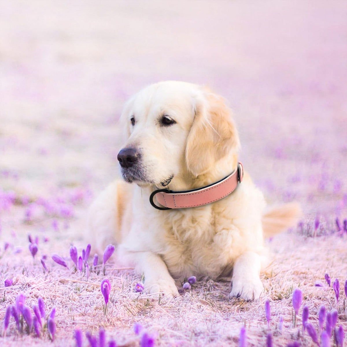 Didog Soft Padded PU Leather Dog Collar, Breathable and Adjustable Pink Dog Collars for Medium