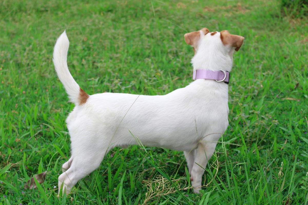 Mikivery Nylon Dog Collar with Quick Release Buckle Soft Adjustable Sturdy for Small Medium Large