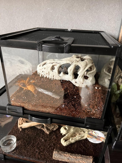 Mini Reptile Glass Terrarium Tank, cage for Tarantula Sling Geckos, Frog, Lizards