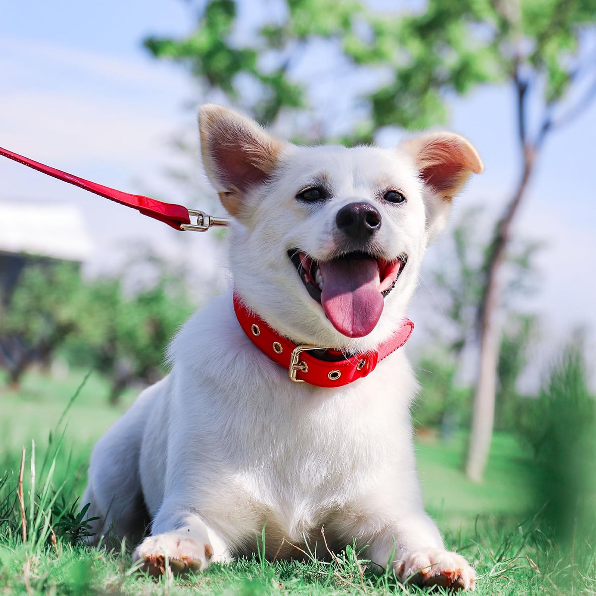 Didog Soft Padded Dog Collars for Small Dogs, Lightweight and Breathable Dog Collar with Metal