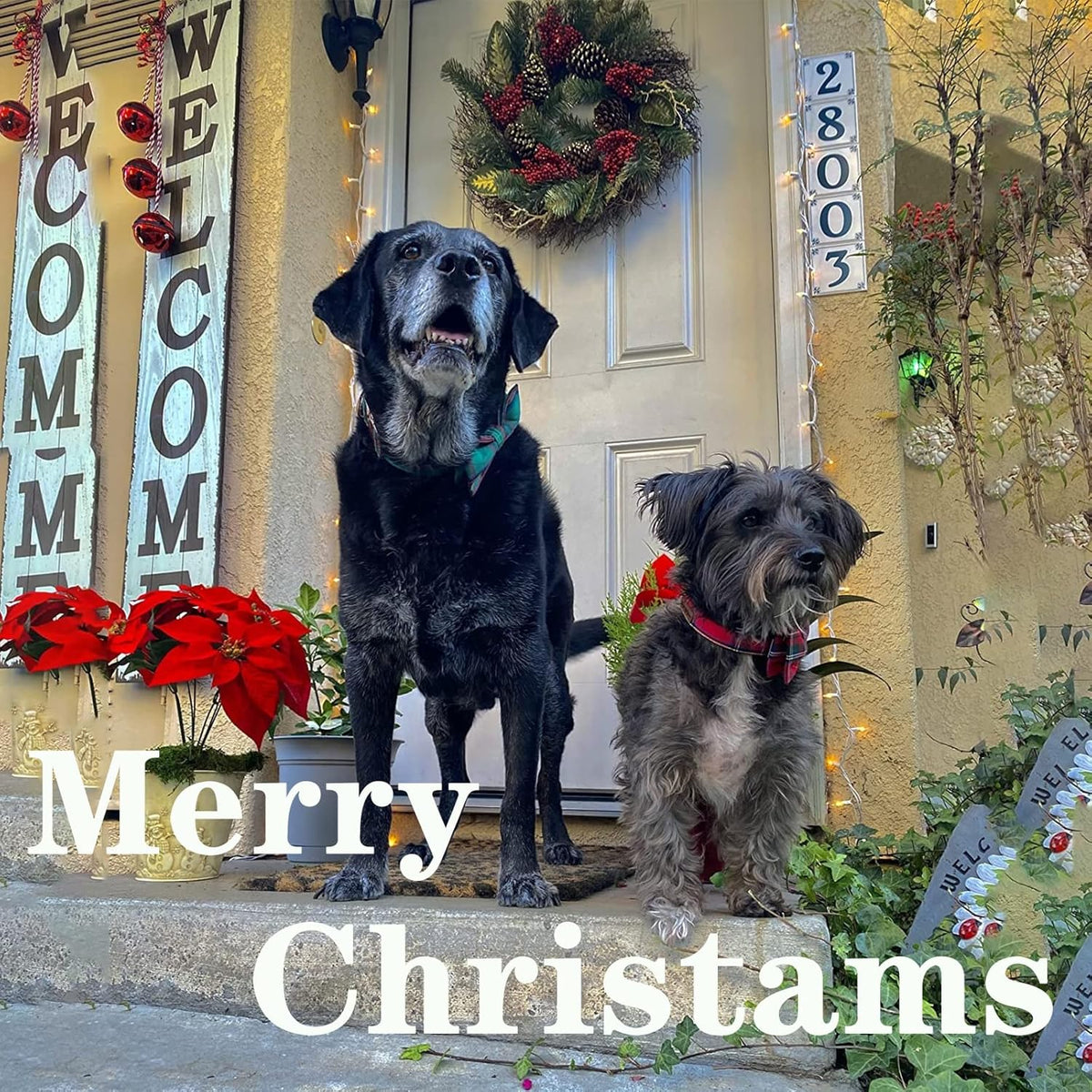 Unique style paws Dog Collar with Bow Tie Christmas Dog Collar for Small Medium Large Dogs with