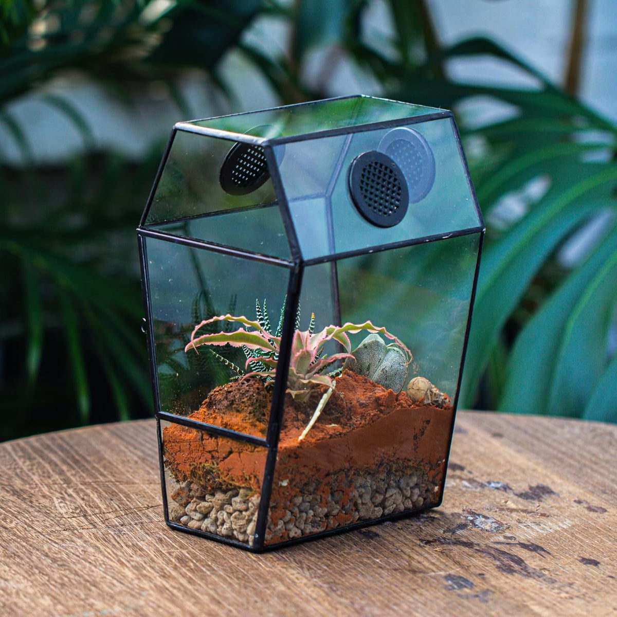 NCYP Gothic Glass Enclosure for Jumping Spider, Snails, Insects - Front Opening Door Geometric