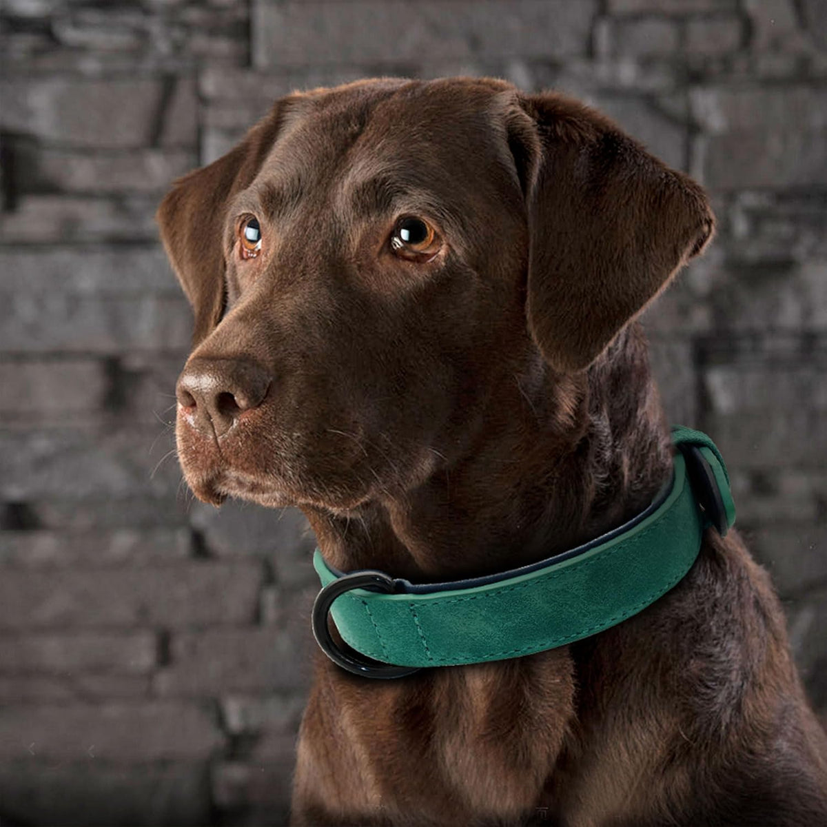 Didog Soft Padded Leather Dog Collar, Breathable Heavy Duty Dog Collar Leather with Adjustable