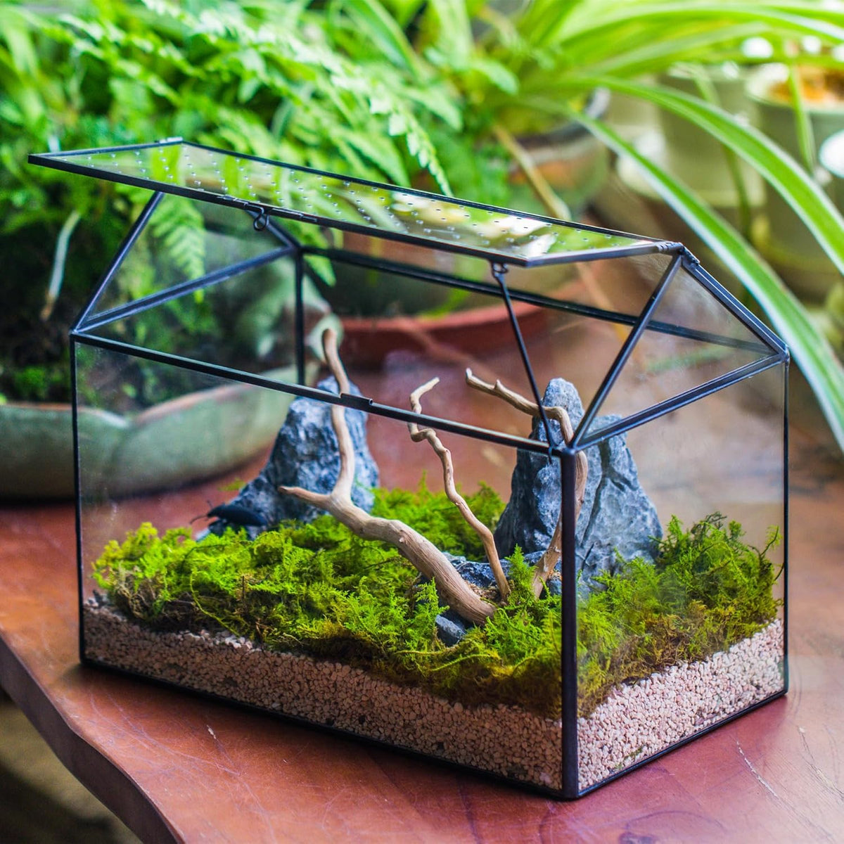 NCYP House Shape Glass Terrarium with Acrylic Lid - 10.2x5.9x8.2 Inches Large Geometric Box for