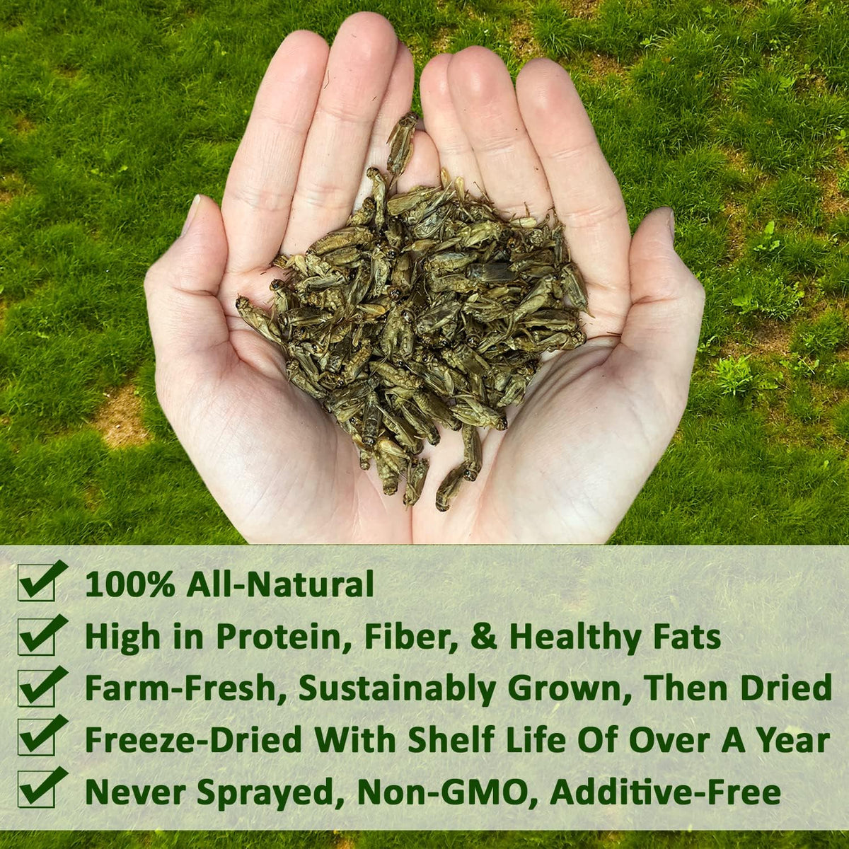 1/2 Pound Dried Crickets - High Protein Insect Treat - Chickens, Wild Birds, Hedgehogs, Bluebirds