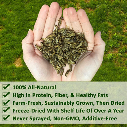 1/2 Pound Dried Crickets - High Protein Insect Treat - Chickens, Wild Birds, Hedgehogs, Bluebirds