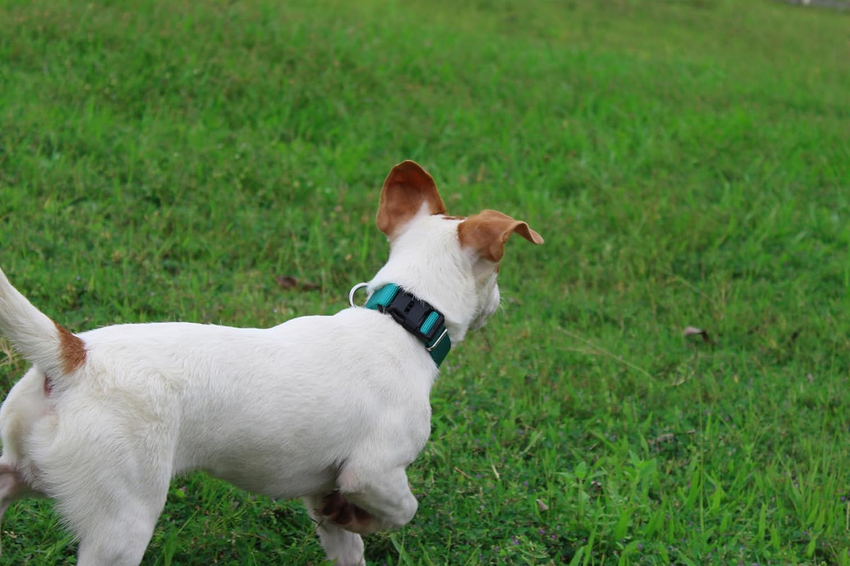 Mikivery Nylon Dog Collar with Quick Release Buckle Soft Adjustable Sturdy for Small Medium Large