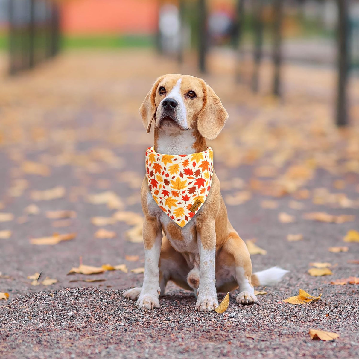Fall Dog Bandanas - 2 Pack Halloween Thanksgiving Dog Bandana | Reversible Pumpkin and Leaf Pet