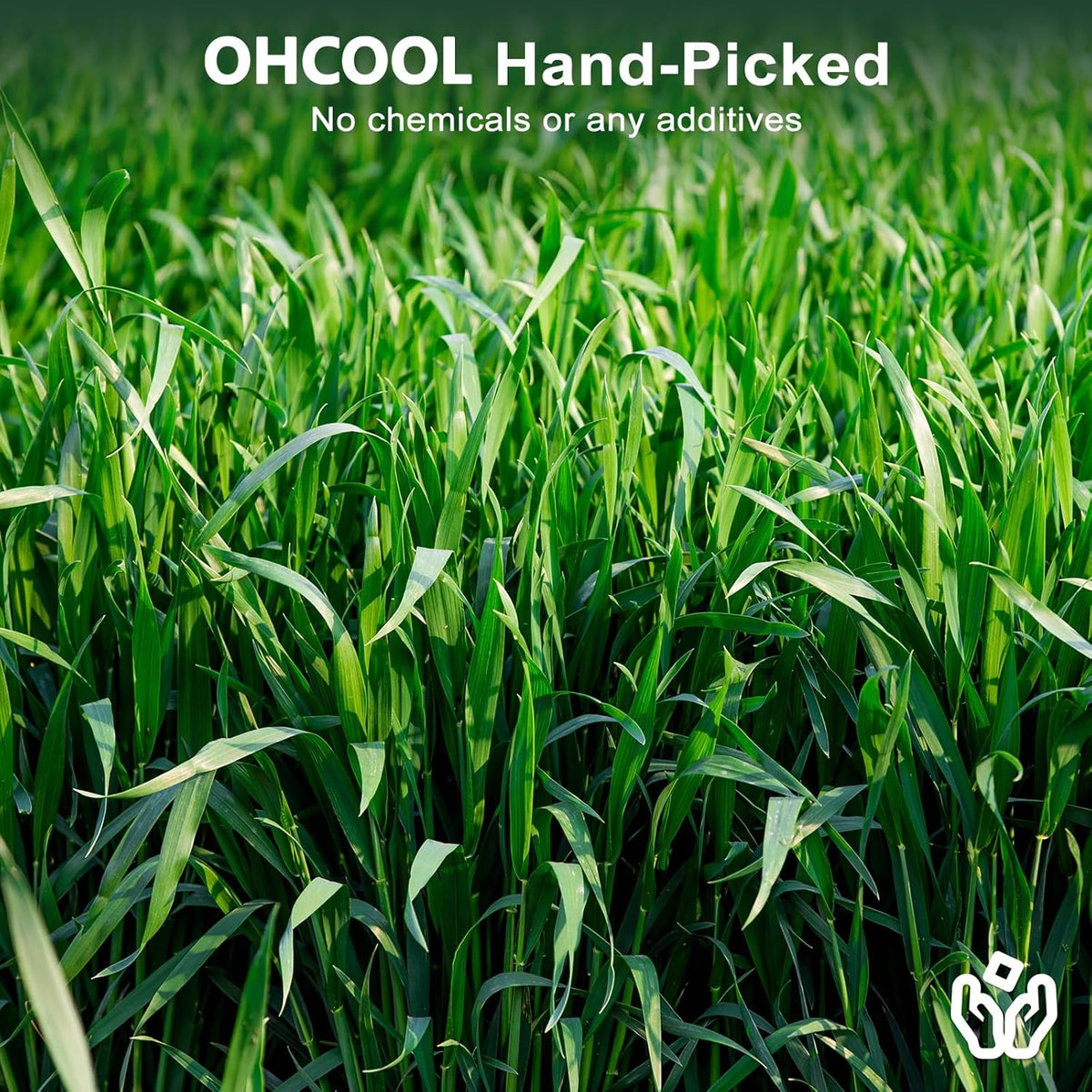Premium Oat Hay for Pets - Dust Free Natural Green Fresh Pet Food Hay for Rabbits, Guinea Pigs