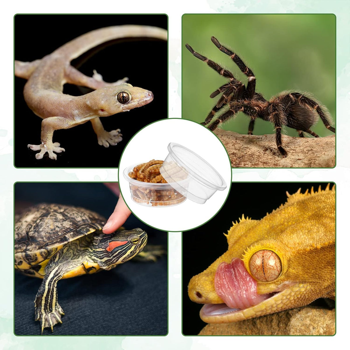 EBOOT 500 Pcs Gecko Food and Water Cups Small Plastic Feeder Cups Reptiles Accessories Reptile