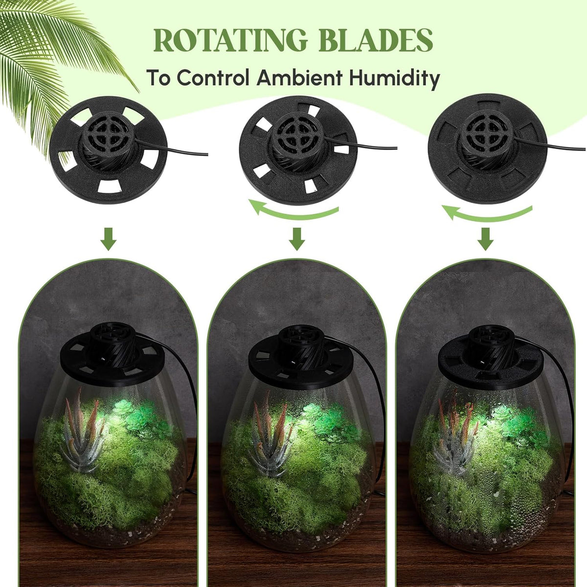 Maxdot Glass Plant Terrarium Kit with Light for Succulent, Moss, Miniature Gardening Landscape