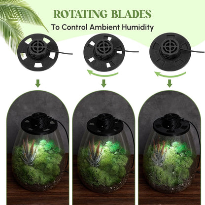 Maxdot Glass Plant Terrarium Kit with Light for Succulent, Moss, Miniature Gardening Landscape