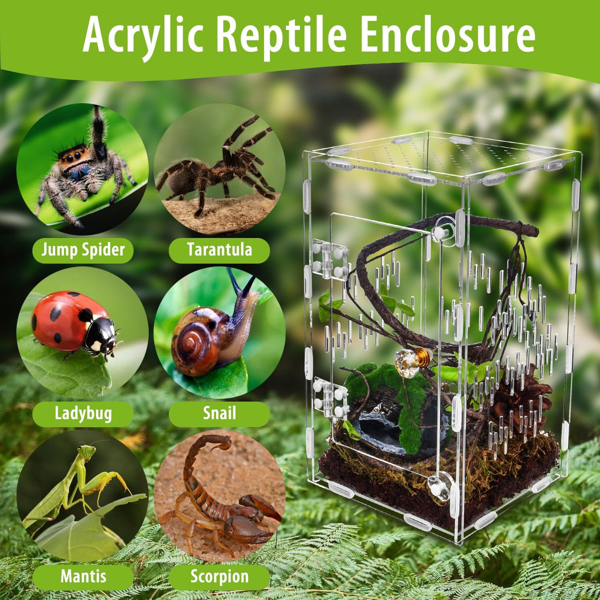 Jumping Spider Enclosure, Large Acrylic Praying Mantis Habitat, 10"*6"*6" Ventilated Insect
