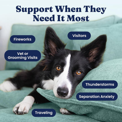 Solid Gold Calming Chews for Dogs - Dog Calming Chews w/Melatonin for Separation, Stress &