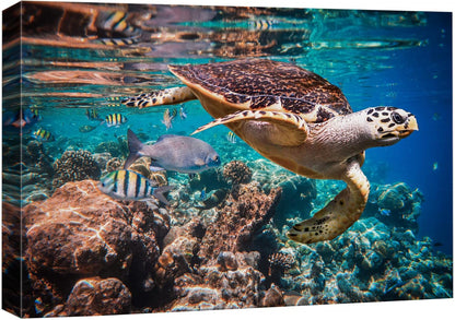 wall26 Canvas Print Wall Art Tropical Turtle Coral Reef Deep Sea Dive Nature Animals Photography