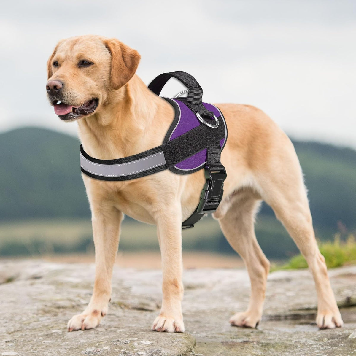 Haapaw Essential Dog Harness, No Pull Pet Vest with 3 Leash Clips, No Choke, Reflective, Adjustable