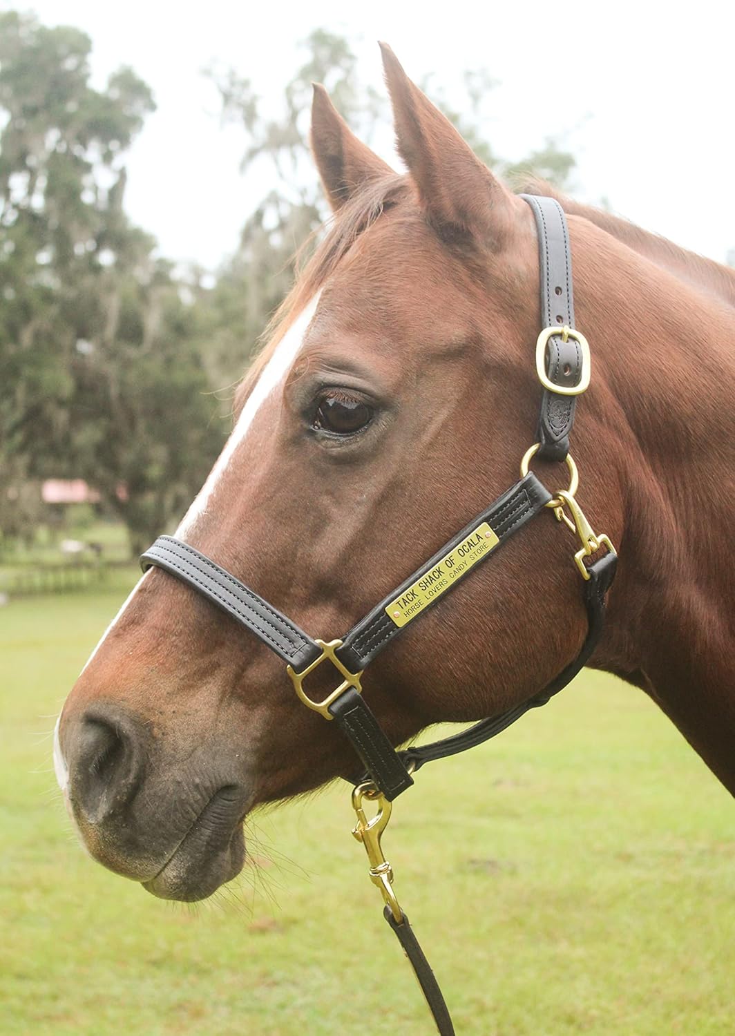 Leather Halter for Horses with Customized Engraved Name Plate Option Halter for Horse |