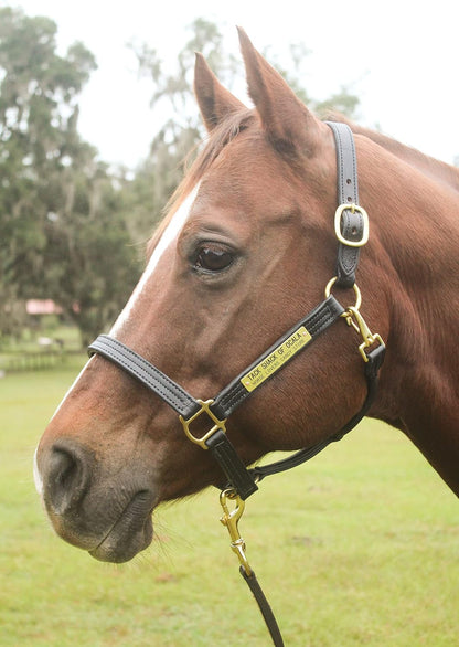 Leather Halter for Horses with Customized Engraved Name Plate Option Halter for Horse |