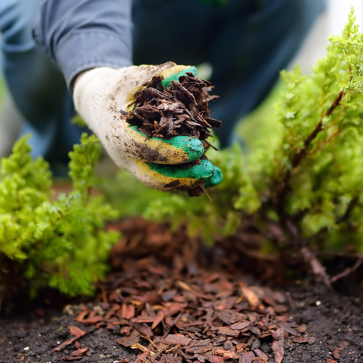 Premium Brown Wood Mulch for Landscaping, Gardens, Lawns, Potting Media, and Potted Plants (2 CF