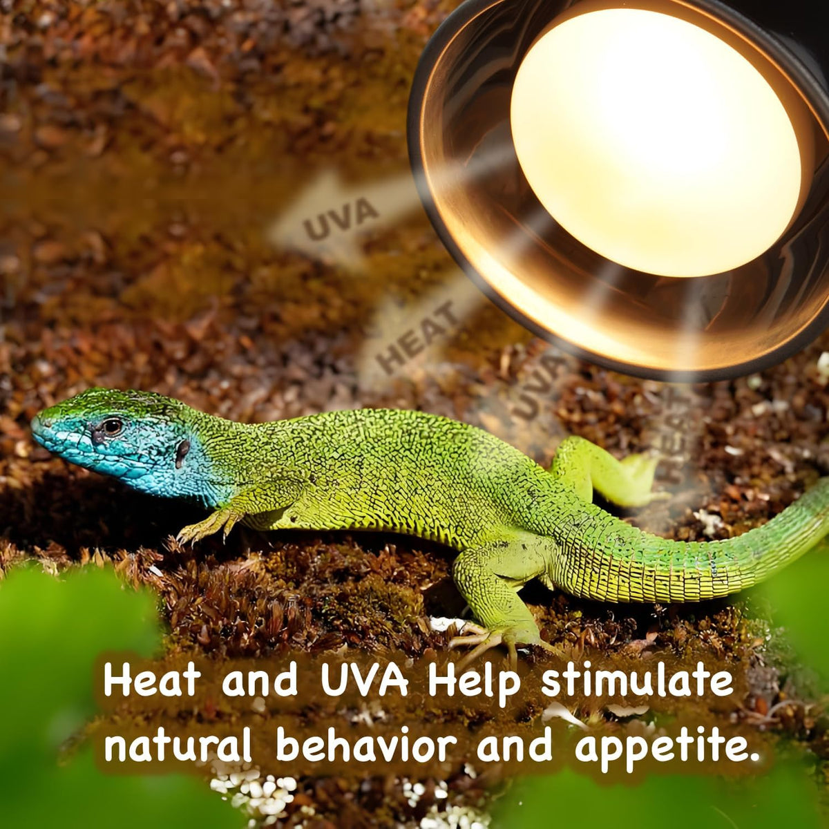 MRREPTILE Reptile Heat Lamp Bulbs, 2-Pack 75W Intense Basking Bulbs, Reptile Basking Lamps, Bearded