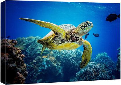 wall26 Canvas Print Wall Art Vibrant Ocean Underwater Swimming Turtle Nature Animals Photography