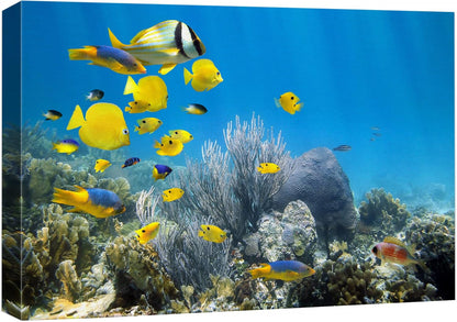 wall26 Canvas Print Wall Art Yellow School of Fish with Blue Coral Reef Nature Ocean Photography